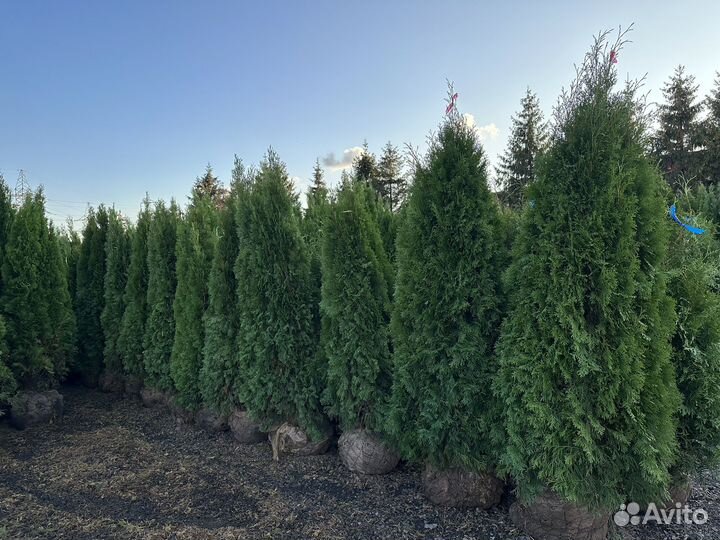 Туя Смарагд Экстра