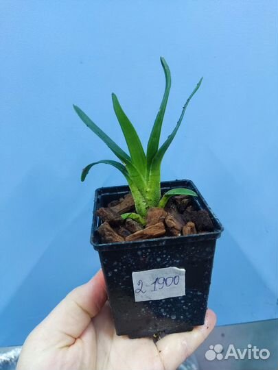 Орхидея. Ангрекум. Angraecum magdalenae