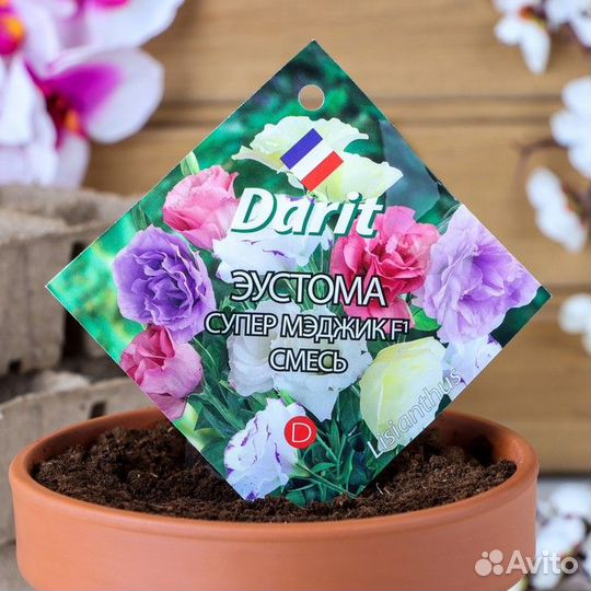 Рассада Эустомы