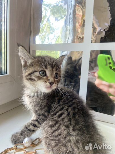 Котята мейн-кун