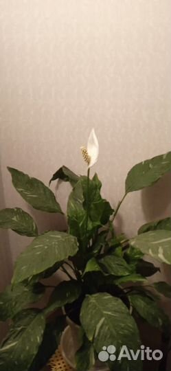 Цветок женское счастье