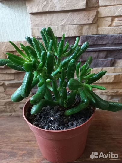 Толстянка(денежное дерево,крассула).Хатиора