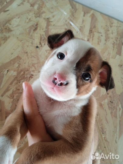 В добрые руки девочка. Помесь стафф с дворняжкой