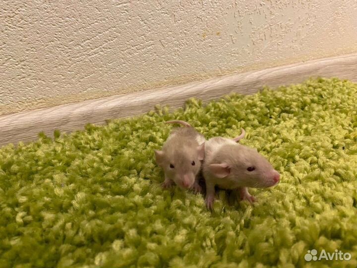 Крысята Дамбо Рекс, Крыса