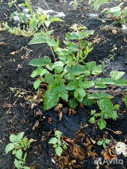 Продам саженцы ежевики