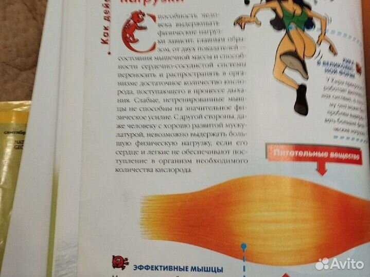 Как устроено тело человека