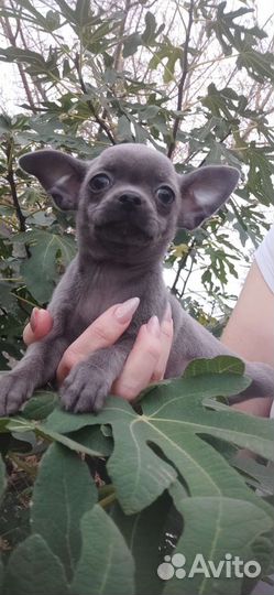 Щенки чихуахуа