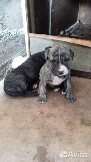 Щенки американского стаффорда