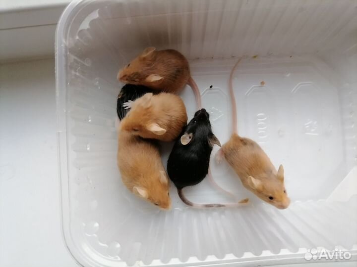 Декоративные мышата Сплешед