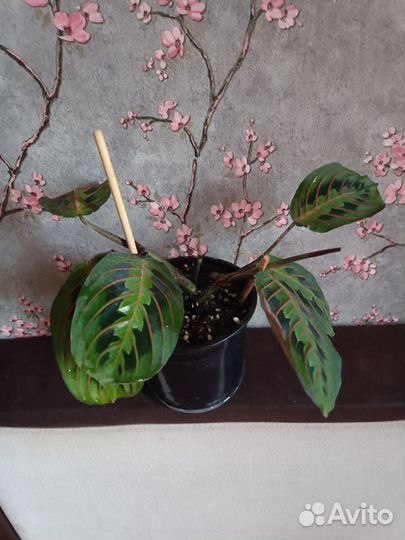 Маранта триколор