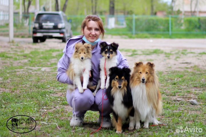 Шелти мини колли