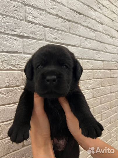 Щенки лабрадор ретривер