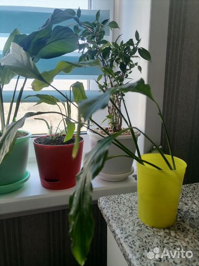 Спатифиллум