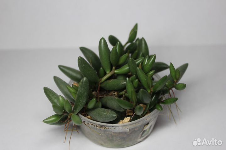 Суккуленты 1