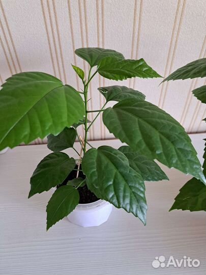 Гибискус китайская роза