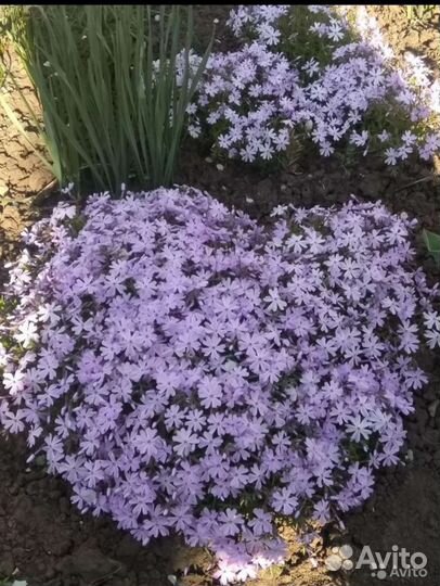 Многолетние почвопокровные цветы