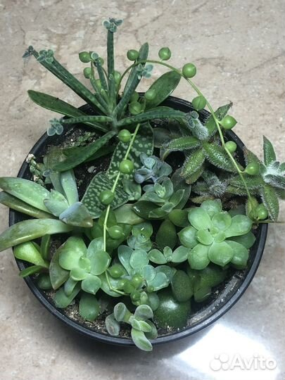 Садики из суккулентов