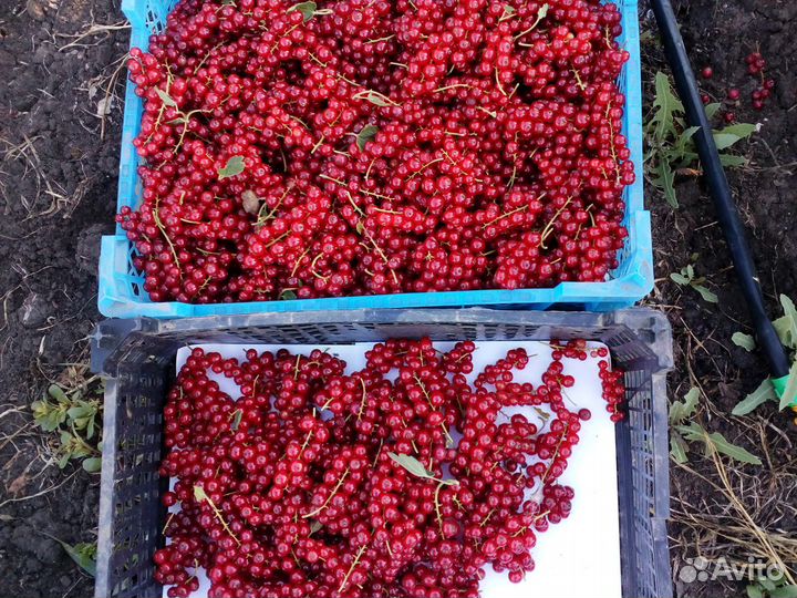 Красная смородина ягоды