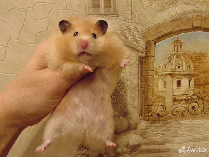 Сирийские. ангорские хомяки - питомник, клетки
