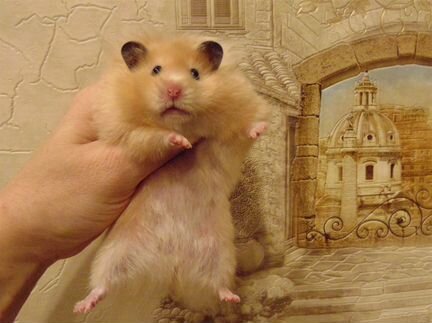 Сирийские. ангорские хомяки - питомник, клетки