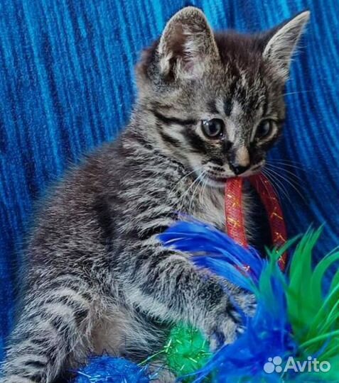 Маленький ласковый котенок ищет дом