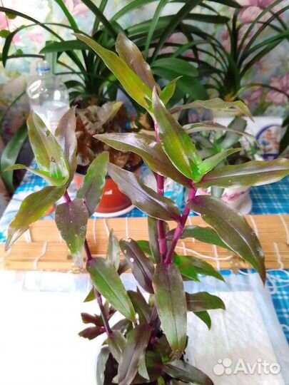 Традесканция сортовая. Purple Scimitars