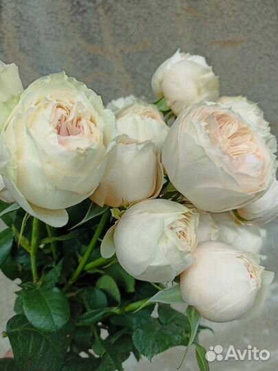 Кустовая пионовидная роза