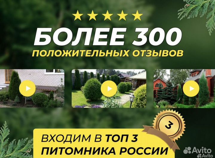 Туи смарагд,брабант