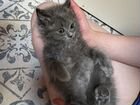 Котенок пушистый Жасмин 2 месяца объявление продам