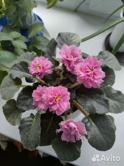 Сортовые фиалки