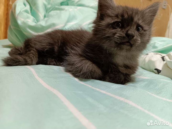 Кошка в дар