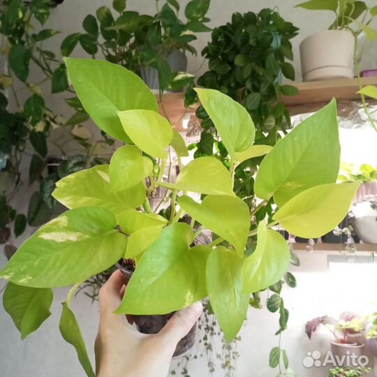 Эпипремнум Неон / Сциндапсус / Комнатные растения