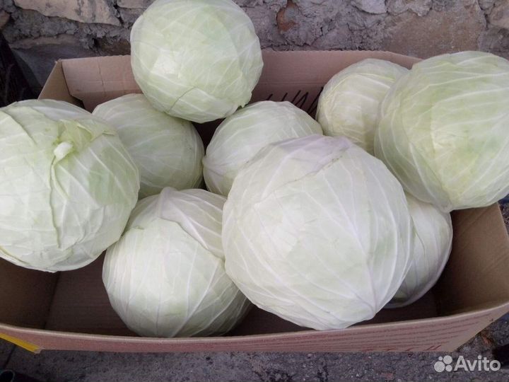 Капуста сорт Ларсия