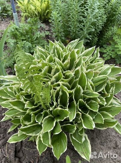 Хоста разных сортов