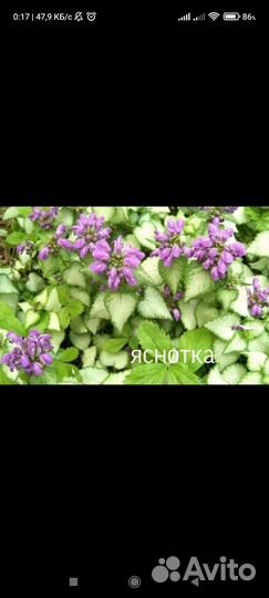 Ясколка, яснотка, Ястребинка, вербейник монетчатый