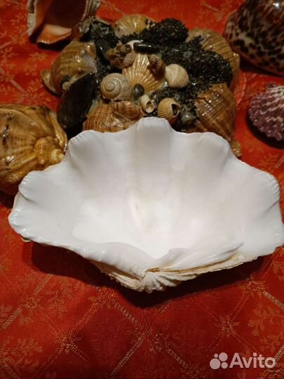 Натуральный коралл