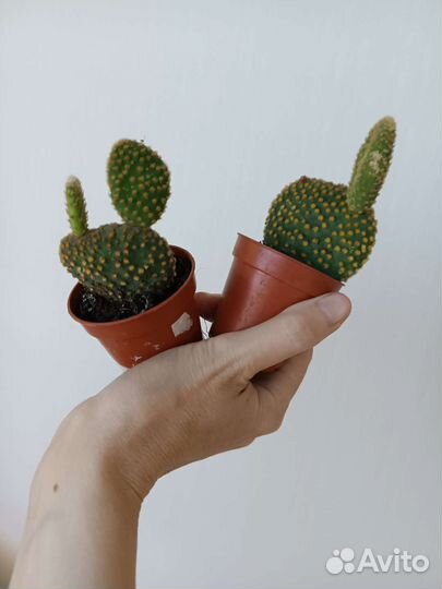 Кактус Опунция. Микки Маус