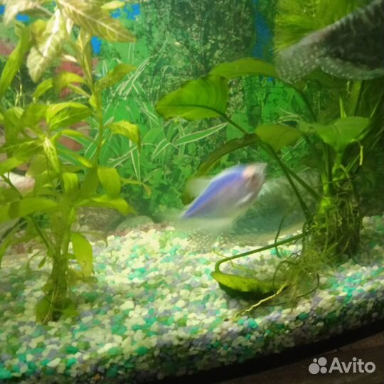 Аквариумные рыбки гурами мраморный 12 см и