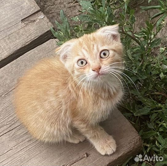 Вислоухие котята