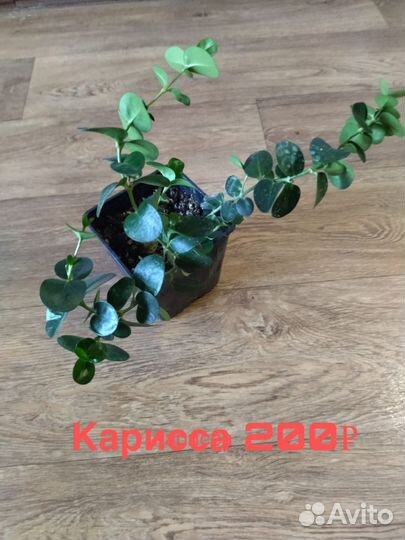 Комнатные растения цветы