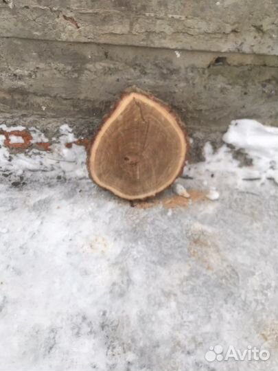 Спилы дуба для дэкора