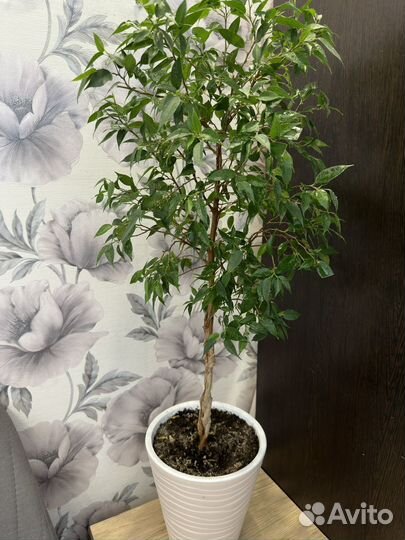 Фикус наташа