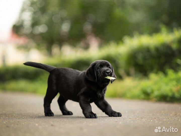 Щенки лабрадора в питомнике РКФ