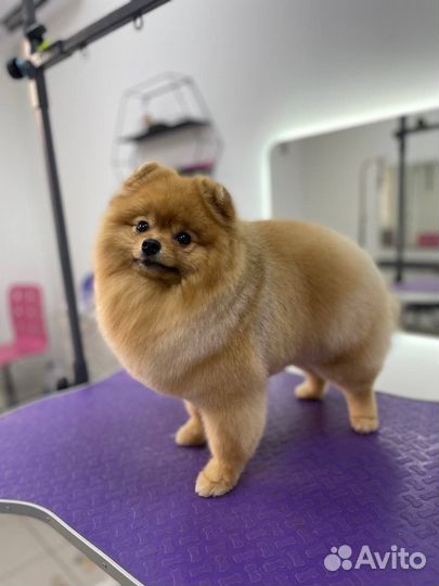 Стрижка собак и котов