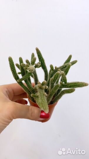 Суккуленты