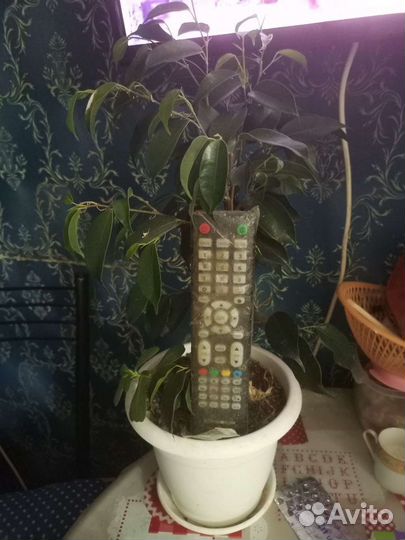 Фикус бенджамина