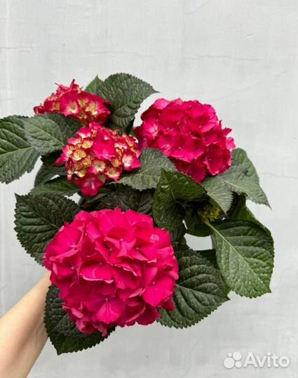 Гортензия крупнолистная