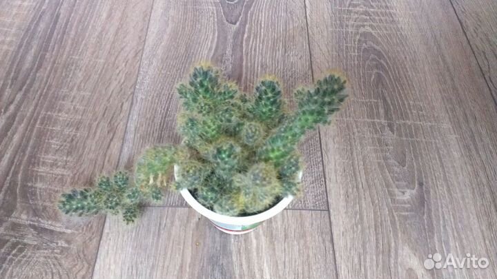 Опунция 3 вида, Эхинопсис, Эпифиллум, Маммилярия