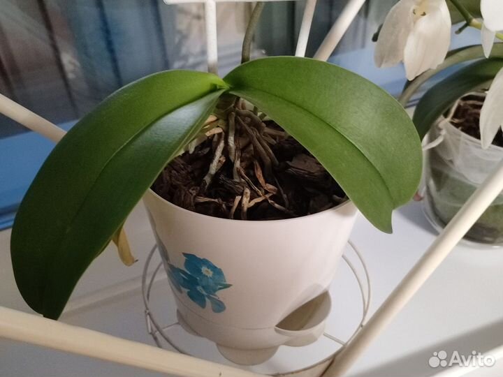 Орхидея фаленопсис