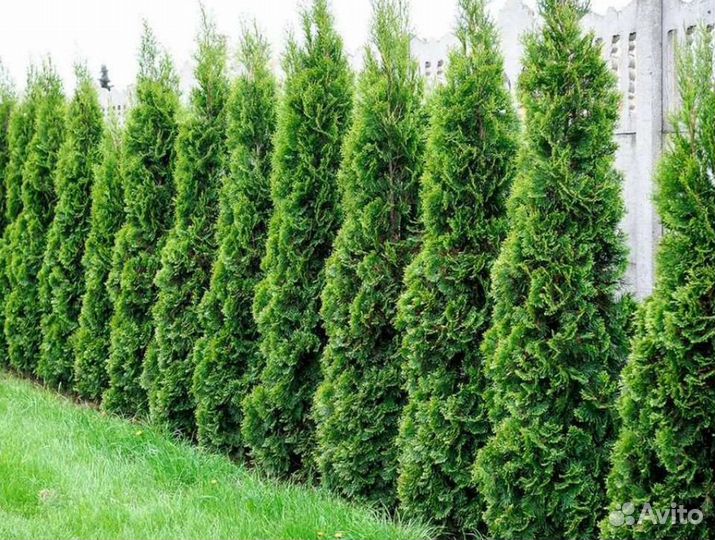 Туя оптом